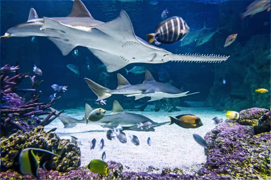 SEA LIFE Sydney Aquarium Entry Ticket - Quick hits