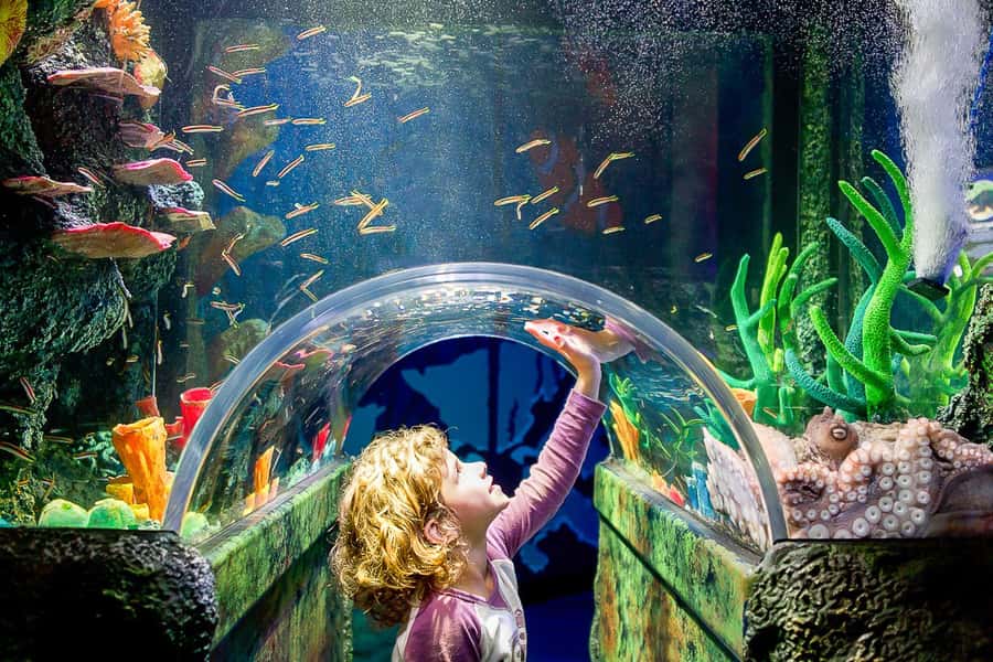 SEA LIFE Sydney Aquarium Entry Ticket - SEA LIFE Sydney Aquarium on Darling Harbour: what you’re really buying