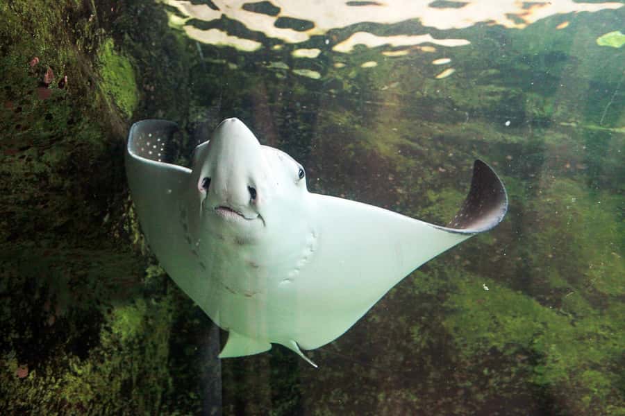 SEA LIFE Sydney Aquarium Entry Ticket - Dugongs, platypus, and other Australian-shaped surprises