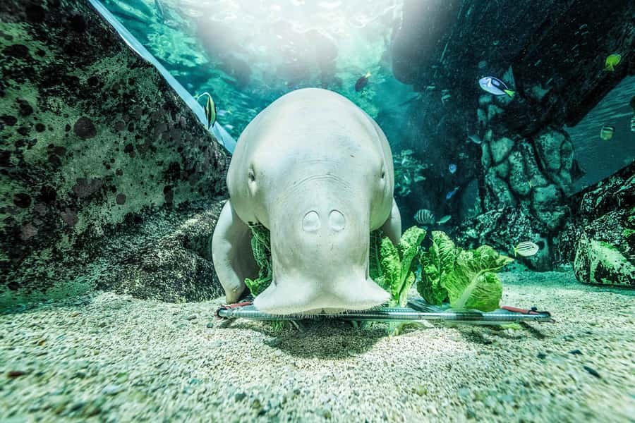 SEA LIFE Sydney Aquarium Entry Ticket - Tickets, skip-the-line entry, and what can trip you up