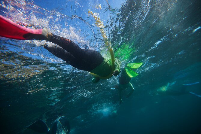 Small Group Manly Snorkel Tour and Nature Walk with Local Guide - Key Points to Know Before You Go