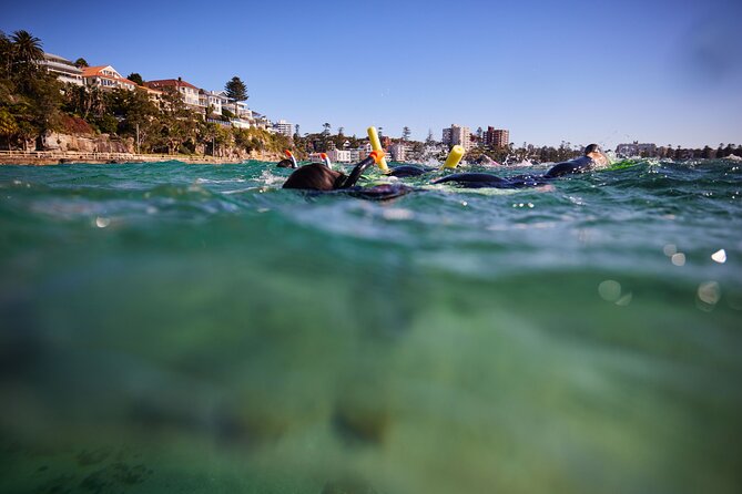 Small Group Manly Snorkel Tour and Nature Walk with Local Guide - Cabbage Tree Bay Aquatic Reserve: The Real Reason This Snorkel Feels Easy