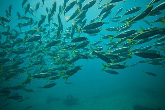 Small Group Manly Snorkel Tour and Nature Walk with Local Guide - Group Size, Personal Attention, and Why Guides Matter Here