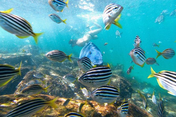 Small Group Manly Snorkel Tour and Nature Walk with Local Guide - My Booking Advice: Pick the Right Water Conditions and Show Up Ready