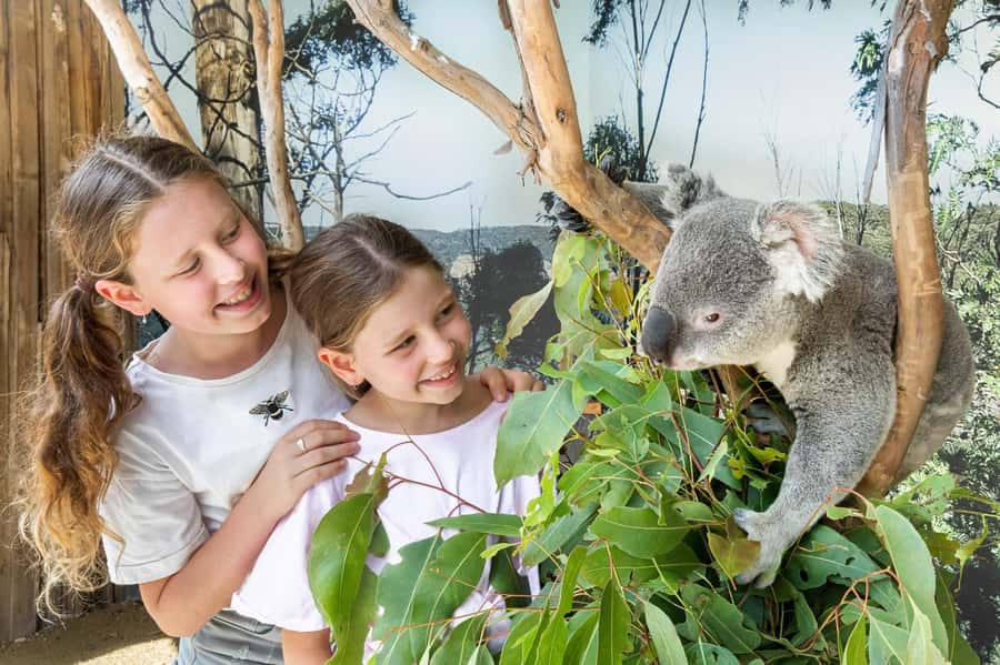 Small Group: Zoo, Blue Mountains, Scenic World Mandarin Tour - Key Things I’d Focus On Before You Go