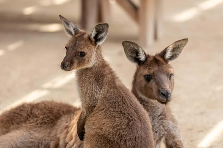 Small Group: Zoo, Blue Mountains, Scenic World Mandarin Tour - Katoomba Scenic World: Unlimited Rides With the Discovery Pass