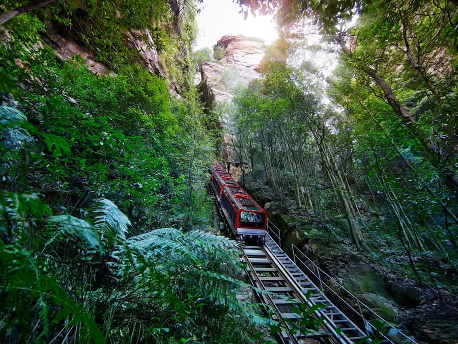 Small Group: Zoo, Blue Mountains, Scenic World Mandarin Tour - Cahill’s Lookout on the Way Back to Sydney