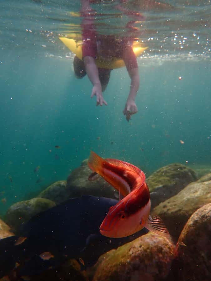 Snorkel Sydney’s Stunning Marine Reserve on a Private Tour - Key things to know before you go