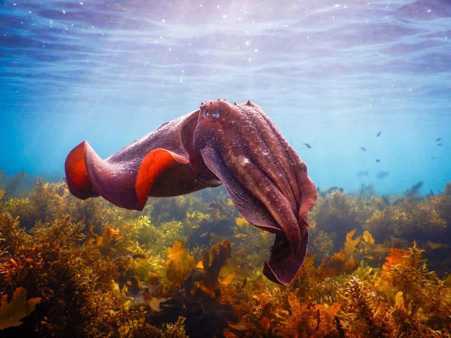 Snorkel Sydney’s Stunning Marine Reserve on a Private Tour - Bronte-Coogee Aquatic Reserve, why this is such a good first snorkel