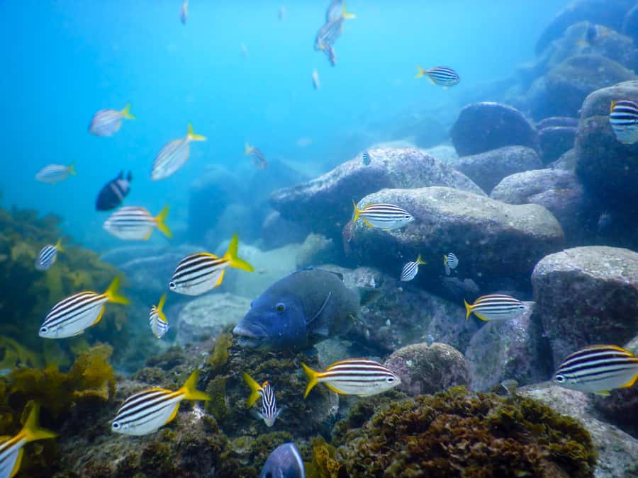 Snorkel Sydney’s Stunning Marine Reserve on a Private Tour - The 15-minute safety briefing that prevents the usual chaos