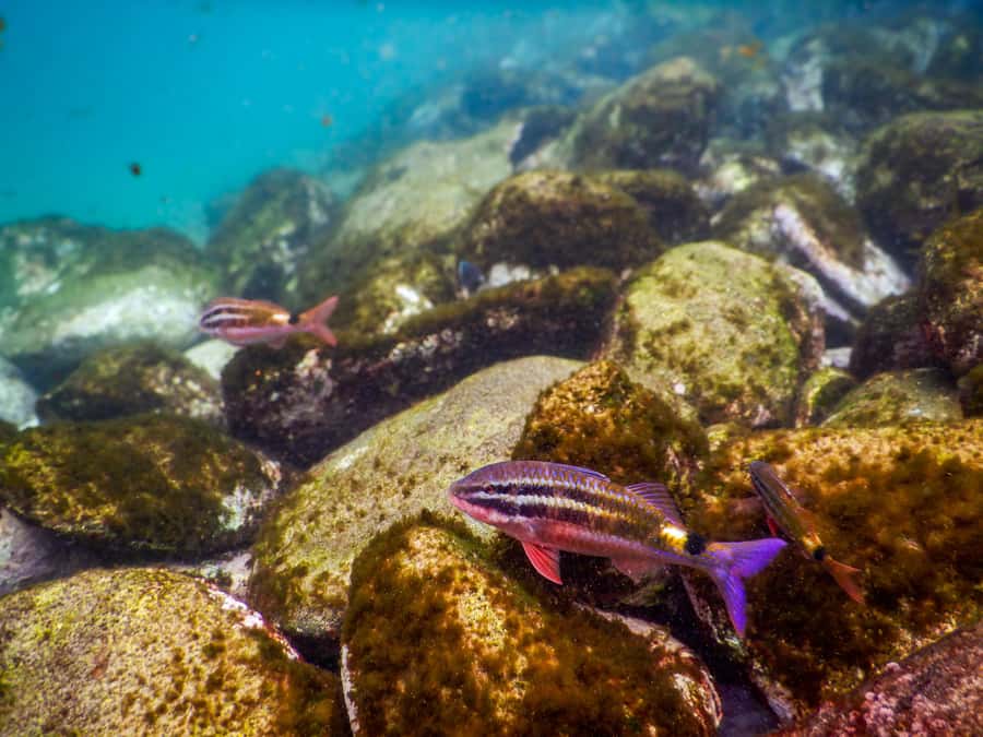 Snorkel Sydney’s Stunning Marine Reserve on a Private Tour - What you might see: fish schools, blue gropers, and cuttlefish