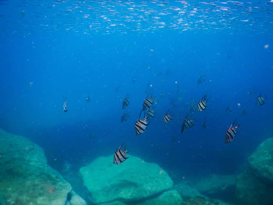 Snorkel Sydney’s Stunning Marine Reserve on a Private Tour - Underwater photos without you scrambling for your camera