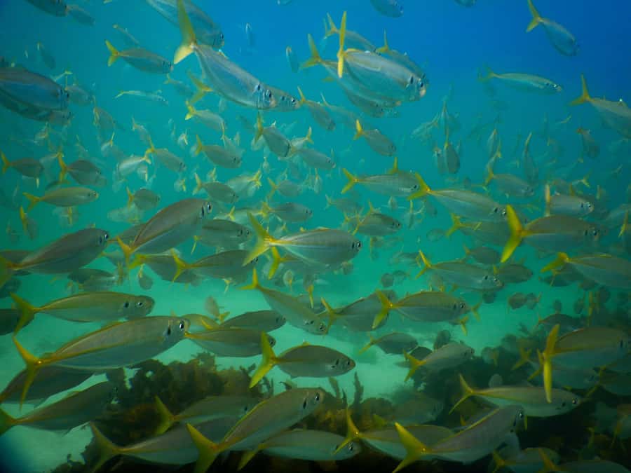 Snorkel Sydney’s Stunning Marine Reserve on a Private Tour - Timing: 90 minutes total with a focused 1 hour in the water