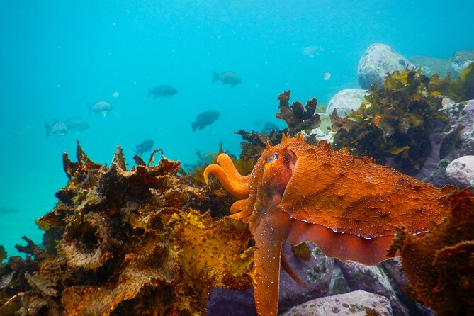 Snorkeling Adventure for Kids with Private Guide In Sydney - Your 90-minute flow: land intro, gear fit, then a guided water plan