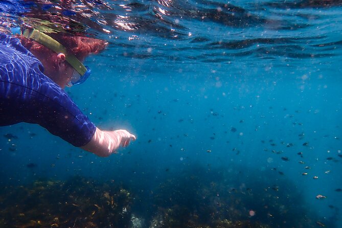 Snorkeling Adventure for Kids with Private Guide In Sydney - Marine life you can realistically expect in one calm location