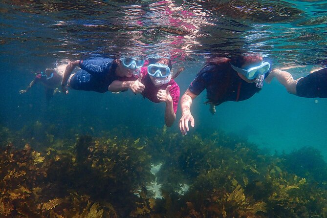 Snorkeling Adventure for Kids with Private Guide In Sydney - How a private guide keeps kids calm and moving at the right pace