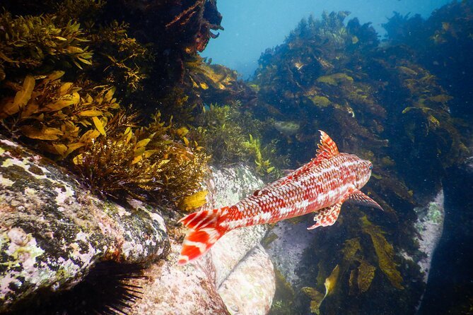Snorkeling Adventure for Kids with Private Guide In Sydney - When conditions change: the Clovelly to Little Bay option
