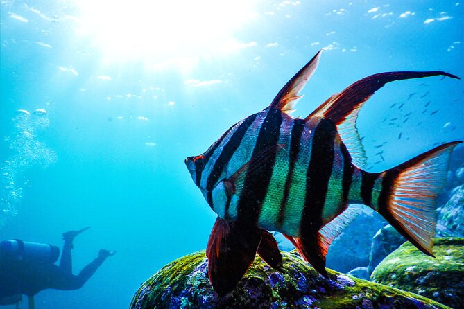 Snorkeling Adventure for Kids with Private Guide In Sydney - Logistics that matter: meeting point, transport, and what to bring