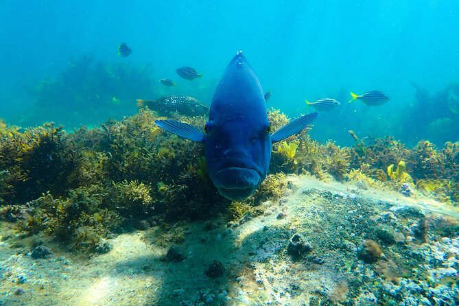 Snorkeling Adventure for Kids with Private Guide In Sydney - Gear that actually fits: flotation aids, weight belts, and comfort checks
