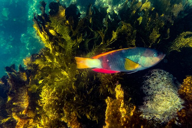 Snorkeling To Discover Sydney's Underwater Wonders - Key Things to Know Before You Go