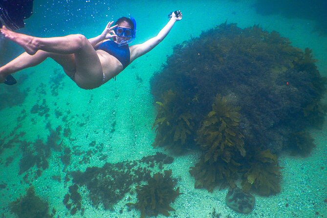 Snorkeling To Discover Sydney's Underwater Wonders - Clovelly Beach: Why This Snorkeling Spot Works in Sydney