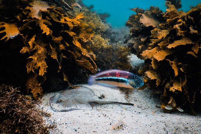 Snorkeling To Discover Sydney's Underwater Wonders - The Clovelly-to-Bondi Flow, and Why It’s Not Random