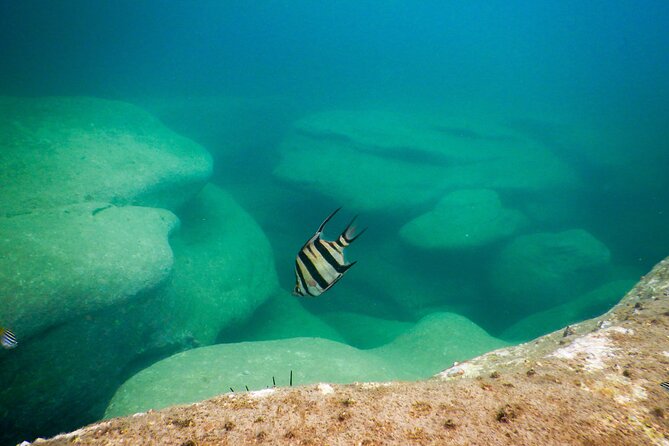 Snorkeling To Discover Sydney's Underwater Wonders - Safety and Comfort: What the Water Skills Requirement Means