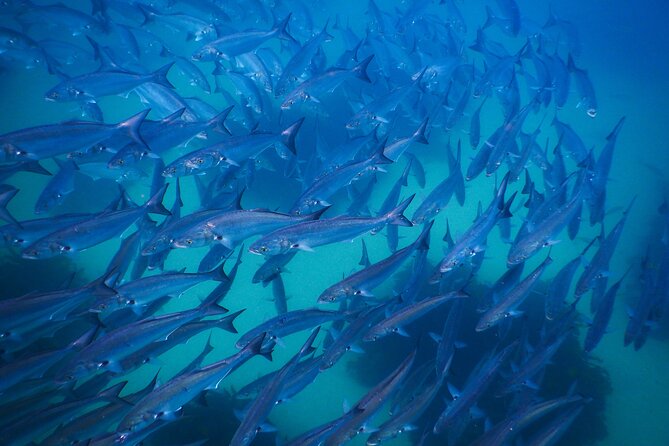 Snorkeling To Discover Sydney's Underwater Wonders - Small Group Size: Why It Feels More Like Coaching Than a Crowd