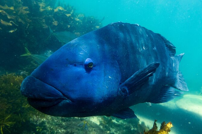 Snorkeling To Discover Sydney's Underwater Wonders - Meet the Guide, Get Fitted, and Get Calm Fast
