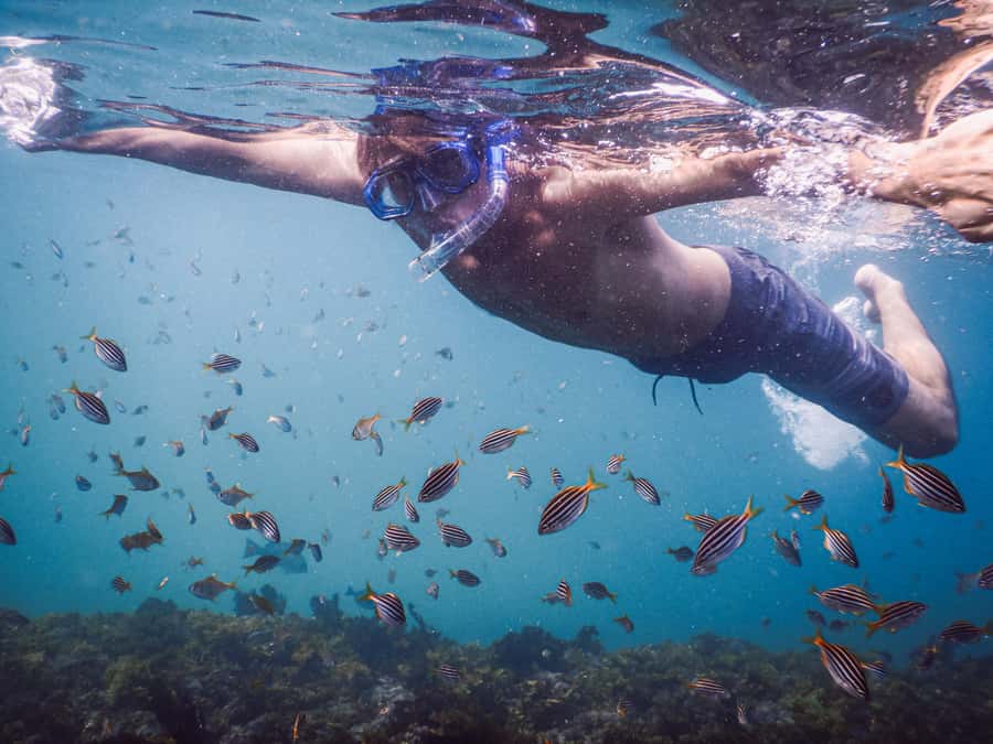 Snorkeling Tour: Discover Sydney’s impressive sea life - Key highlights you will care about