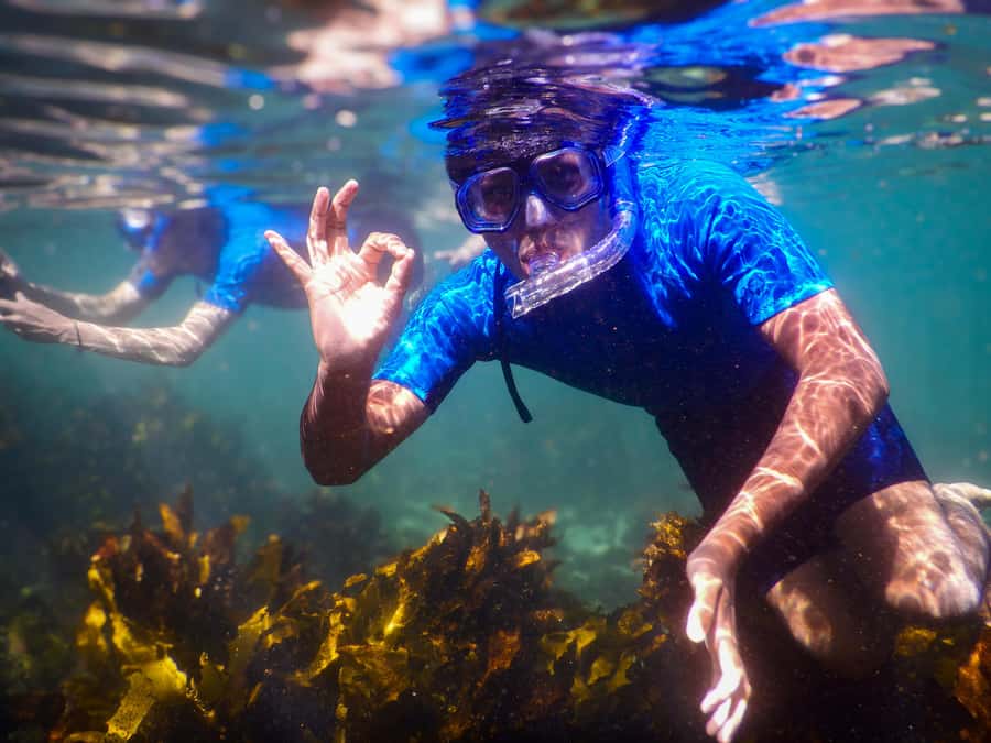 Snorkeling Tour: Discover Sydney’s impressive sea life - Safety in choppy water, and how the guide earns trust