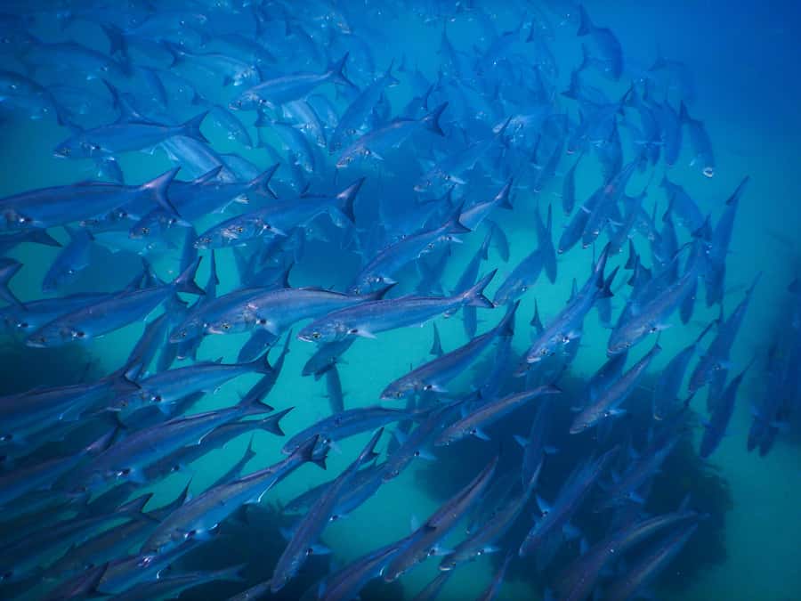Snorkeling Tour: Discover Sydney’s impressive sea life - Weather changes, and why that can actually improve your day