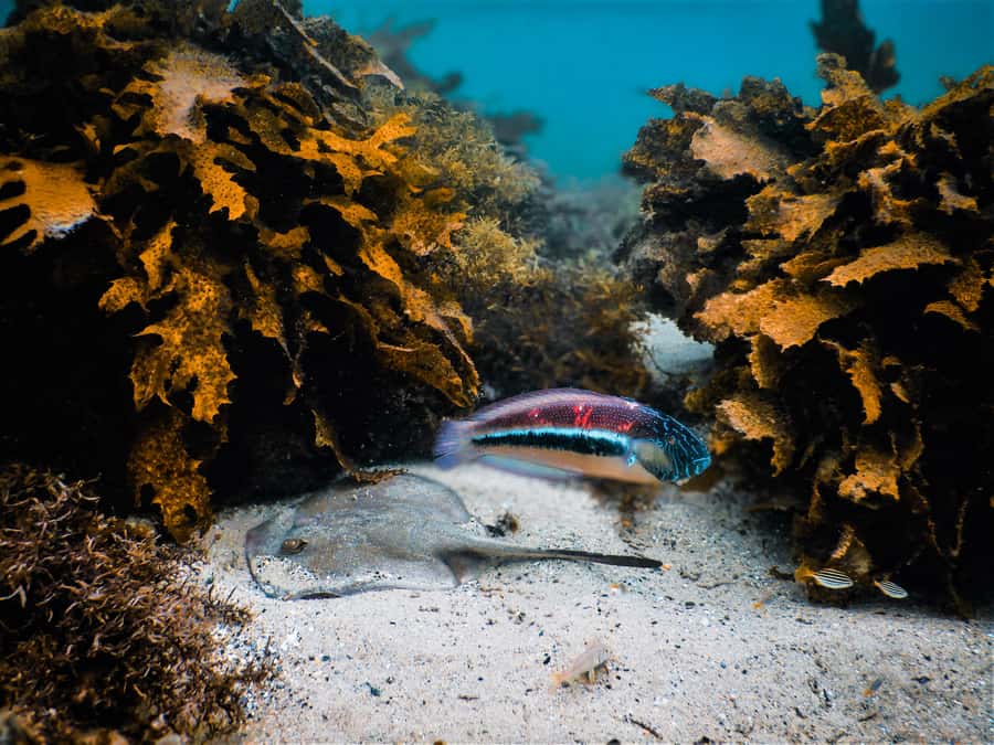 Snorkeling Tour: Discover Sydney’s impressive sea life - The 90 minutes, broken down without the fluff