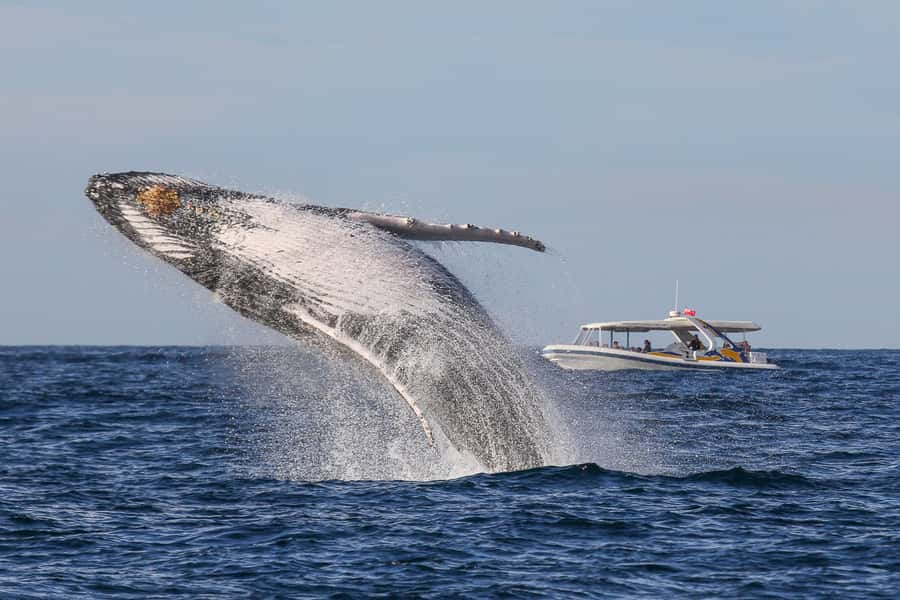 Sydney: 2.5 hour Adventure Whale Watching Cruise - Key things that make this whale cruise feel different