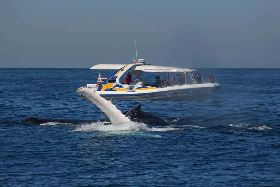 Sydney: 2.5 hour Adventure Whale Watching Cruise - Why the high-speed part matters in Sydney