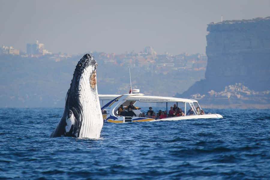 Sydney: 2.5 hour Adventure Whale Watching Cruise - Where you board: Darling Harbour and Circular Quay options