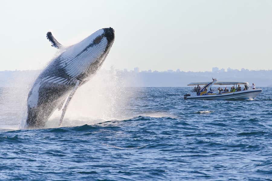 Sydney: 2.5 hour Adventure Whale Watching Cruise - Spotting whales from an open deck made for watching