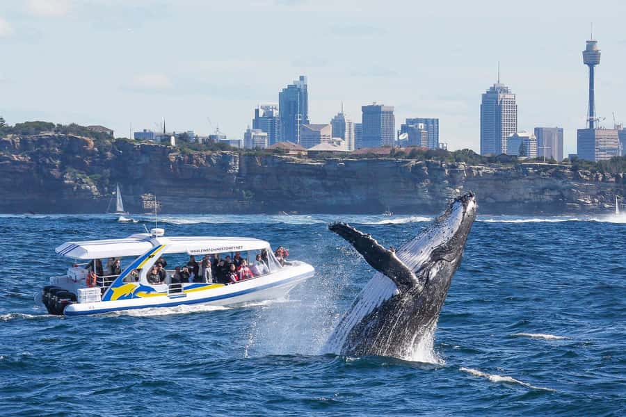 Sydney: 2.5 hour Adventure Whale Watching Cruise - Price and value for $88 per person