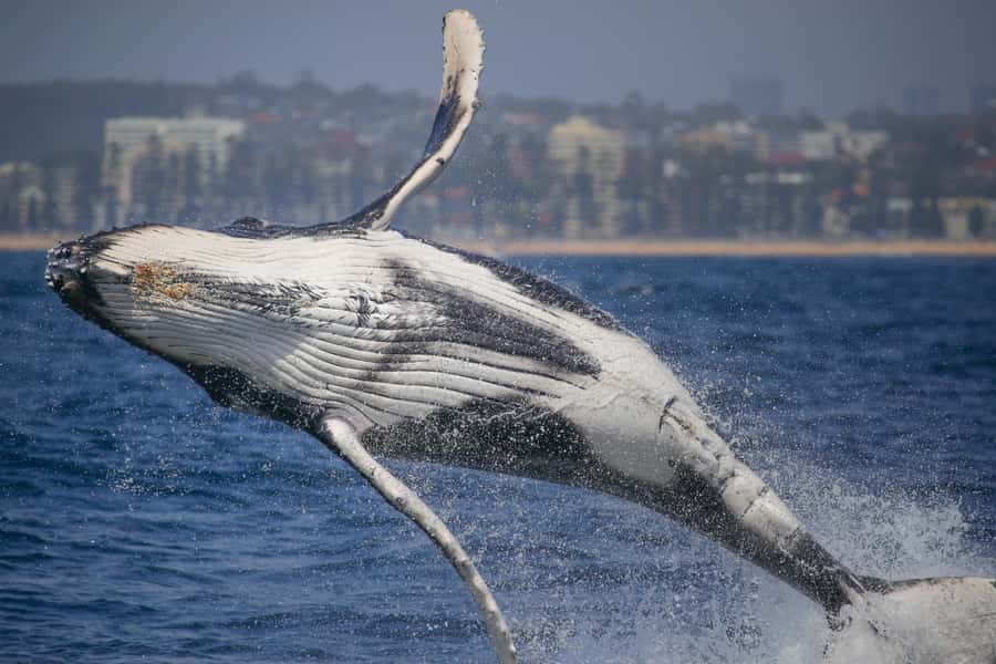 Sydney: 2-hour Express Whale Watching Cruise - Key Points to Know Before You Go