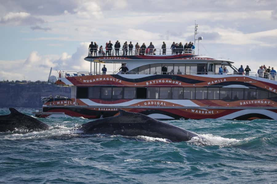 Sydney: 2-hour Express Whale Watching Cruise - Circular Quay to Open Ocean in 20 Minutes, Why It Matters