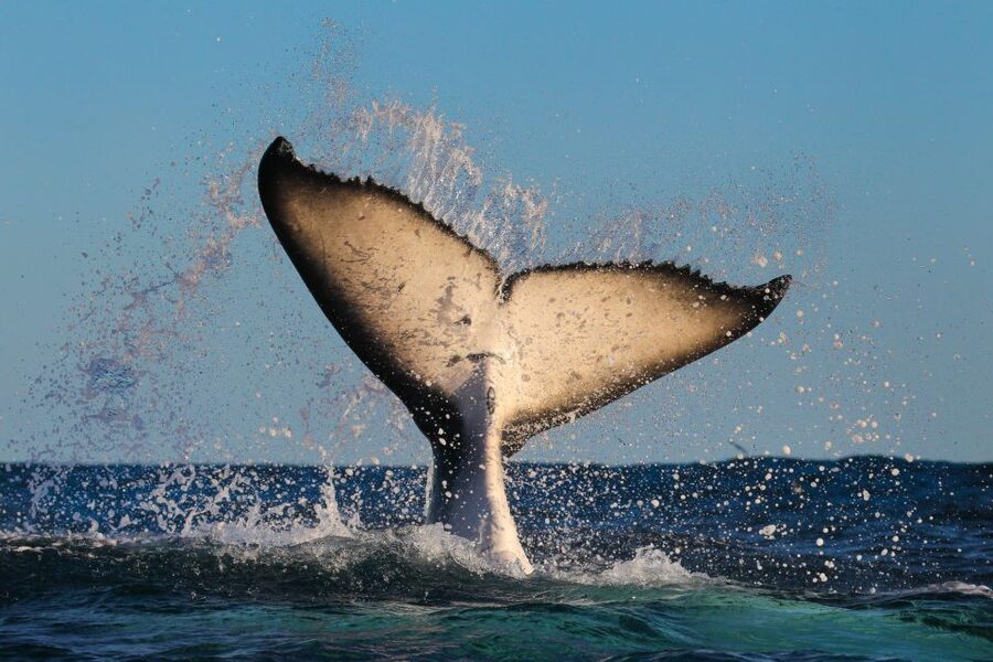Sydney: 2-hour Express Whale Watching Cruise - Whale Sightings Guarantee, How to Think About Chance