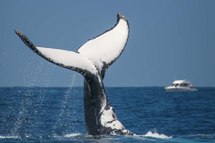 Sydney: 2-hour Express Whale Watching Cruise - Onboard Service and Guide Style, From Live Commentary to Real Spotting