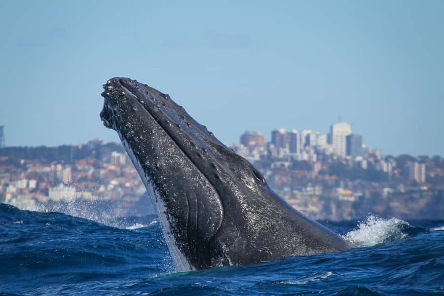 Sydney: 2-hour Express Whale Watching Cruise - Fantasea Crystal Comfort Plan, Decks and Seating That Actually Help