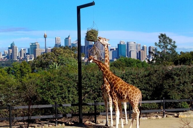 Sydney 3, 5, or 7 Ticket Flexi Pass - Where the pass shines in Sydney: harbour, icons, and one big wildlife day