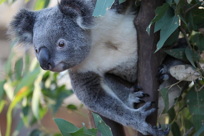 Sydney Attractions Pass: SEA LIFE Aquarium, Sydney Tower Eye, WILD LIFE Zoo and Madame Tussauds - Sydney Tower Eye, 250 Metres Up for Fast City Orientation
