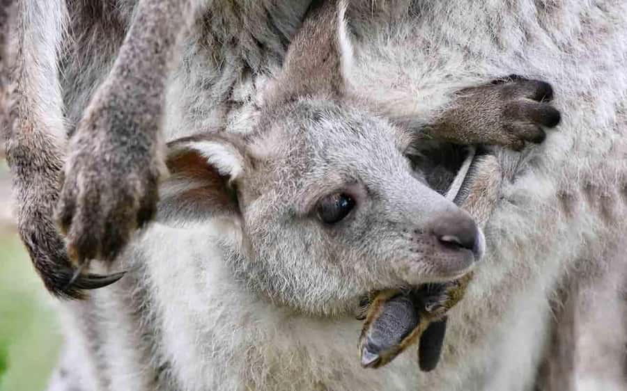 Sydney: Blue Mountains & Featherdale Wildlife Park Day Trip - Why This Blue Mountains and Featherdale Mix Works