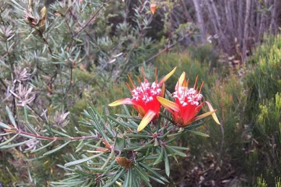 Sydney: Blue Mountains & Featherdale Wildlife Park Day Trip - Leura Strolls and Echo Point Lunch, Pick the Vibe