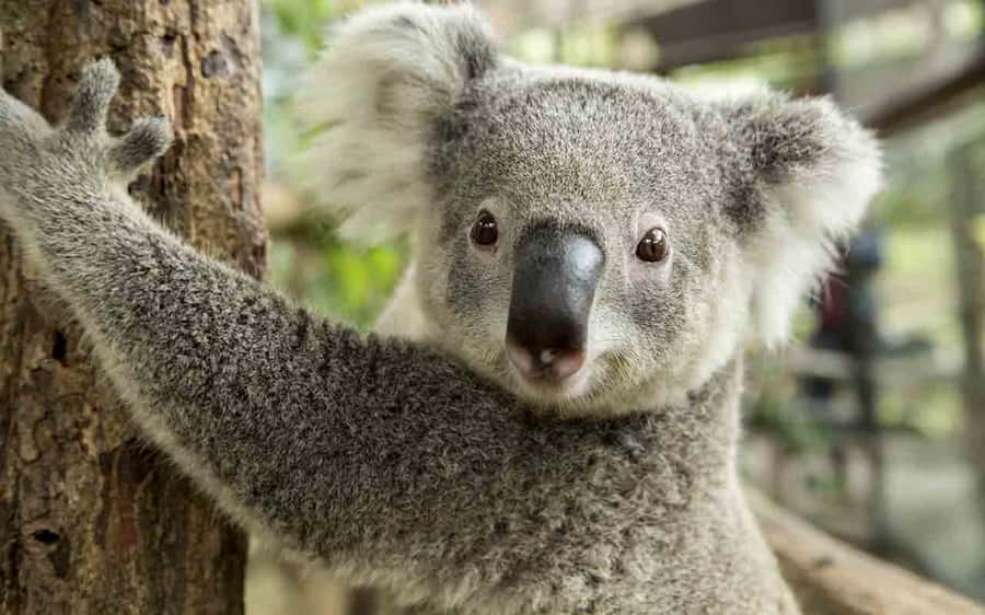 Sydney: Blue Mountains & Featherdale Wildlife Park Day Trip - What’s Included, What’s Not, and How to Plan Smart