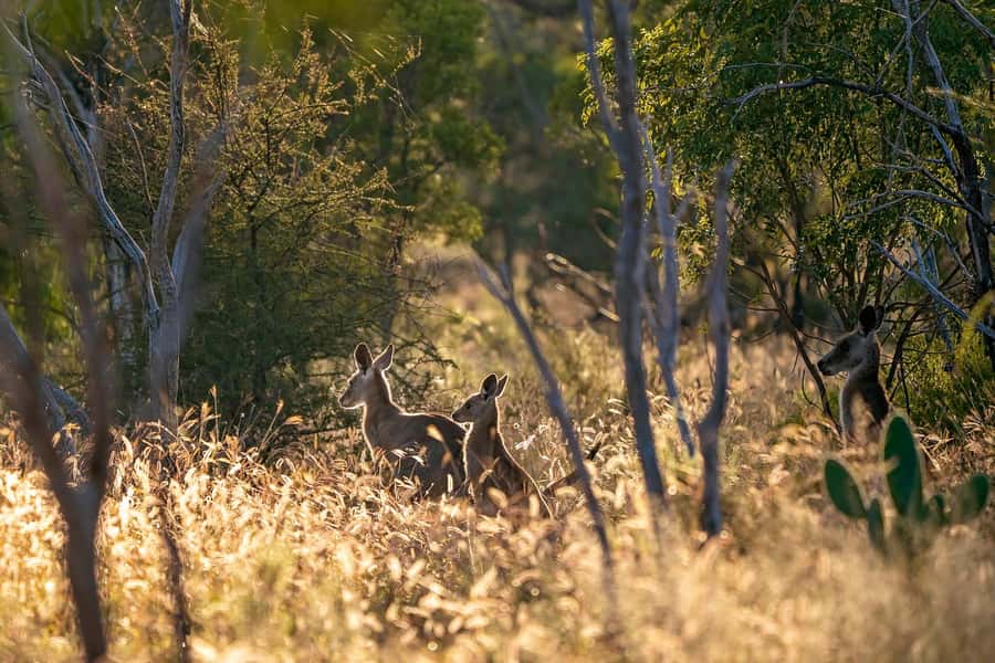 Sydney: Blue Mountains Kangaroos, Wilderness and Sunset Tour - Sublime Point Lookout, plus a lunch break with good timing