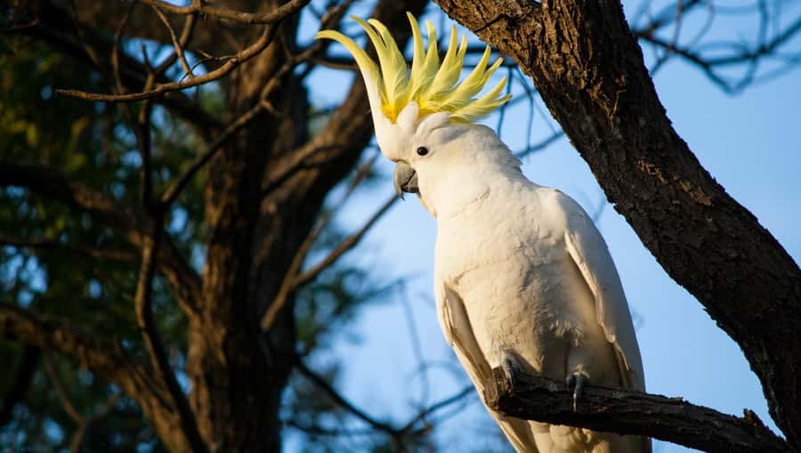 Sydney: Blue Mountains Kangaroos, Wilderness and Sunset Tour - Wildlife viewing hour: kangaroos are the big hope